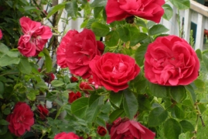 Rosa (Climbing) 'John Cabot' 